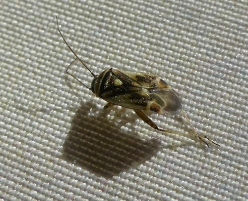 Polymerus cognatus